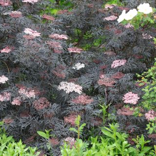 Schwarzer Holunder Black Lace - Sambucus nigra