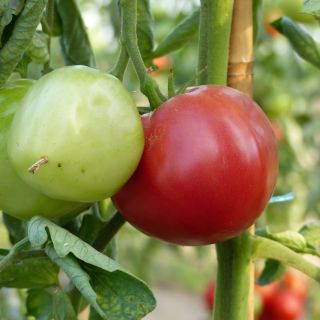 Tomate Rose de Berne (Pflanzen)