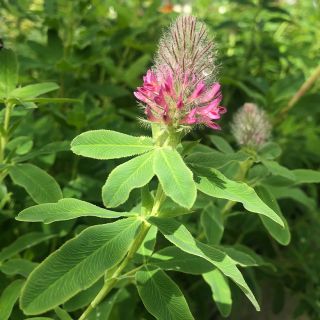 Rotköpfiger Klee - Trifolium rubens