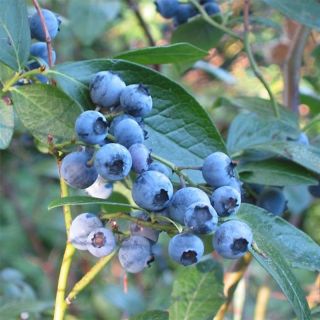 Amerikanische Blaubeere Blue Crop - Vaccinium corymbosum x myrtillus