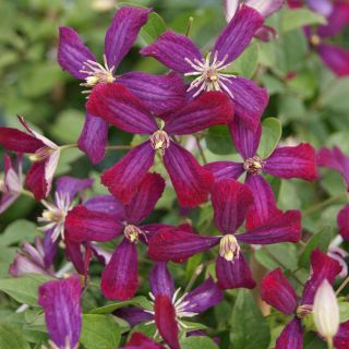 Clematis flammula Sweet Summer Love - Waldrebe