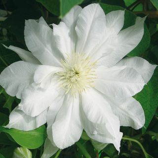 Waldrebe Duchess of Edinburgh - Clematis