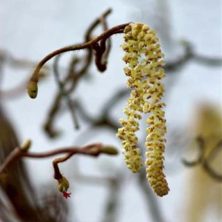 Haselnuss Contorta - Corylus avellana