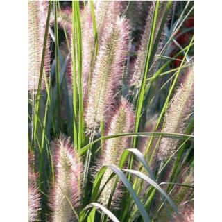 Lampenputzergras Herbstzauber - Pennisetum alopecuroïdes