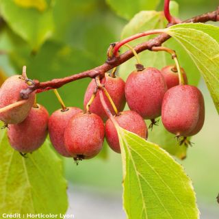 Actinidia arguta Ken's Red - Zwerg Kiwi