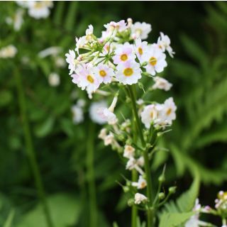 Primula japonica Alba - Etagen-Primel