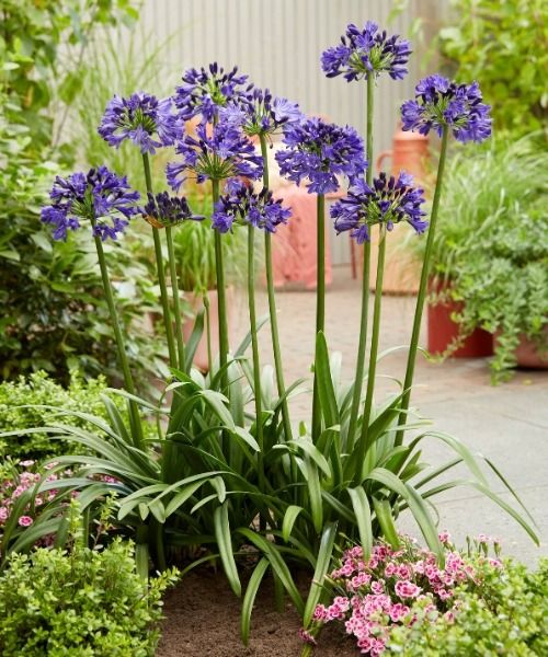 Die Agapanthus