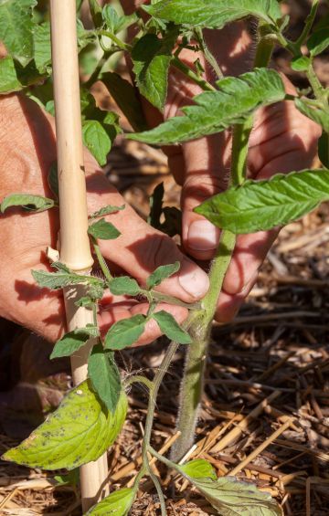 Quel paillage pour le potager ?