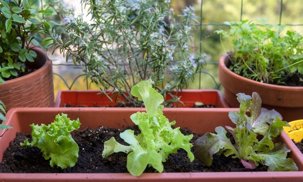 Das Einrichten eines Gemüsegartens auf dem Balkon oder der Terrasse ist auch in der Stadt einfach!