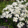 Achillea mit weißen Blüten