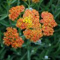 Achillea mit gelben und orangefarbenen Blüten