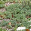 Bodendeckende Achillea