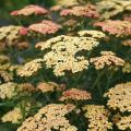 Gemeine Schafgarbe - Achillea millefolium