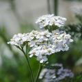 Achillea - Schafgarbe