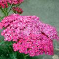 Aromatische Achillea