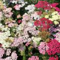 Achillea nach Blütenfarbe