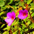 Achimenes