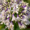 Zweifarbiger Agapanthus