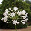 Weiße Agapanthus