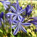 Blauer Agapanthus