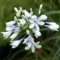 Sommergrüner Agapanthus