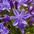 Agapanthus von A bis Z