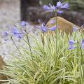 Buntlaubiger Agapanthus