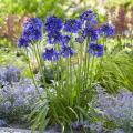 Immergrüner Agapanthus