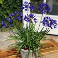 Agapanthus für Töpfe