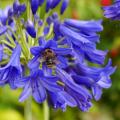 Winterharter Agapanthus