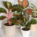 Aglaonema - Kolbenfaden