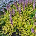 Ajuga mit goldgelbem Laub