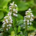 Ajuga mit weißen Blüten