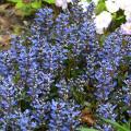 Ajuga mit blauen Blüten