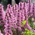 Ajuga mit rosa Blüten