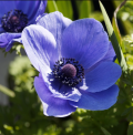 Himalaya-Windröschen - Anemone coronaria