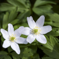 Himalaya-Windröschen - Anemone nemorosa