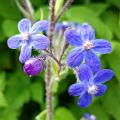 Anchusa - Ochsenzunge