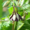 Botanische Akeleien