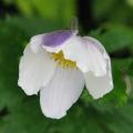 Japananemonen mit zweifarbigen Blüten