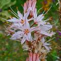 Asphodeline - Junkerlilien