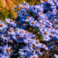 Astern mit violetten oder violetten Blüten