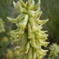 Astragalus