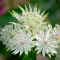 Astrantien mit weißen Blüte