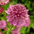 Astrantien mit rosa Blüten