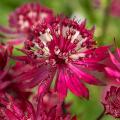 Astrantien mit roten Blüten