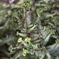 Athyrium - Frauenfarn