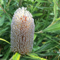 Banksia - Banksie