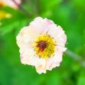 Geum mit weißen Blüten