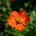 Geum mit orangefarbenen Blüten